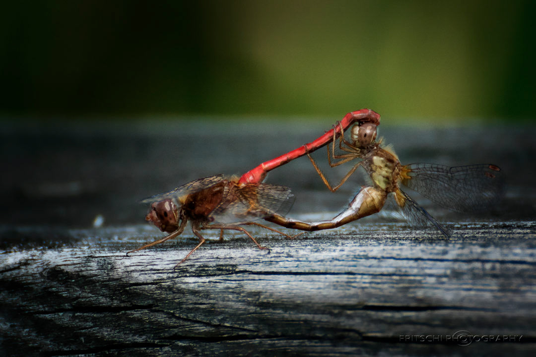 Dragonflies mating