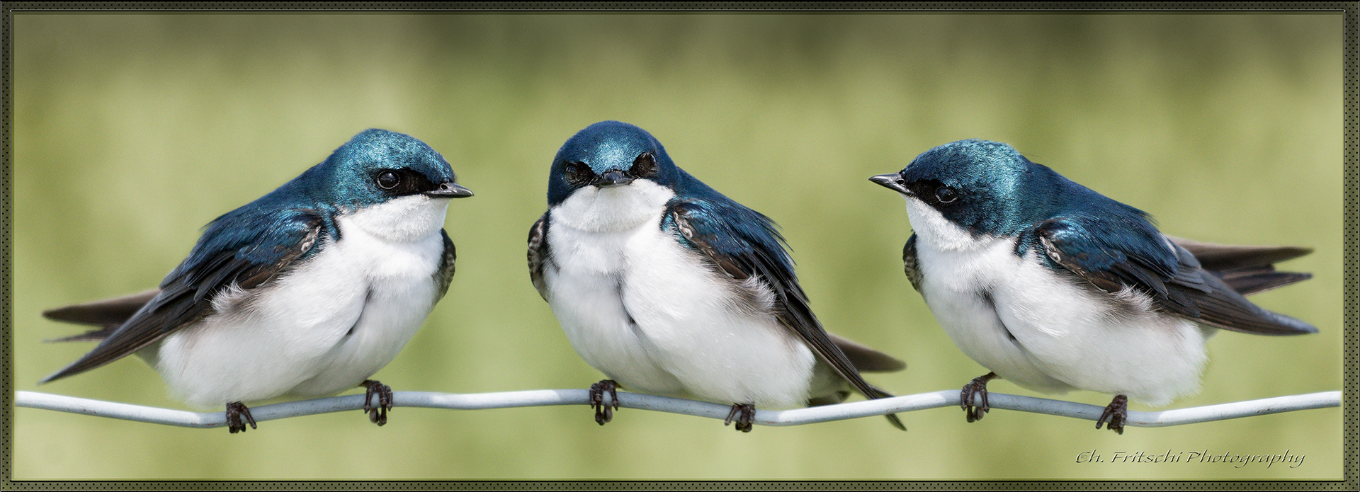 Birds on a Wire