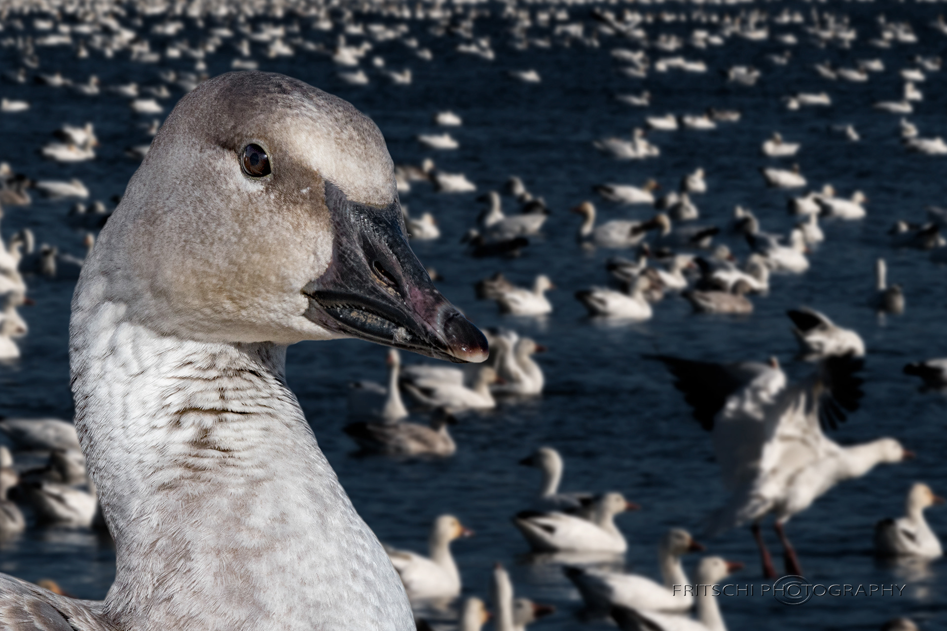 Snow Goose