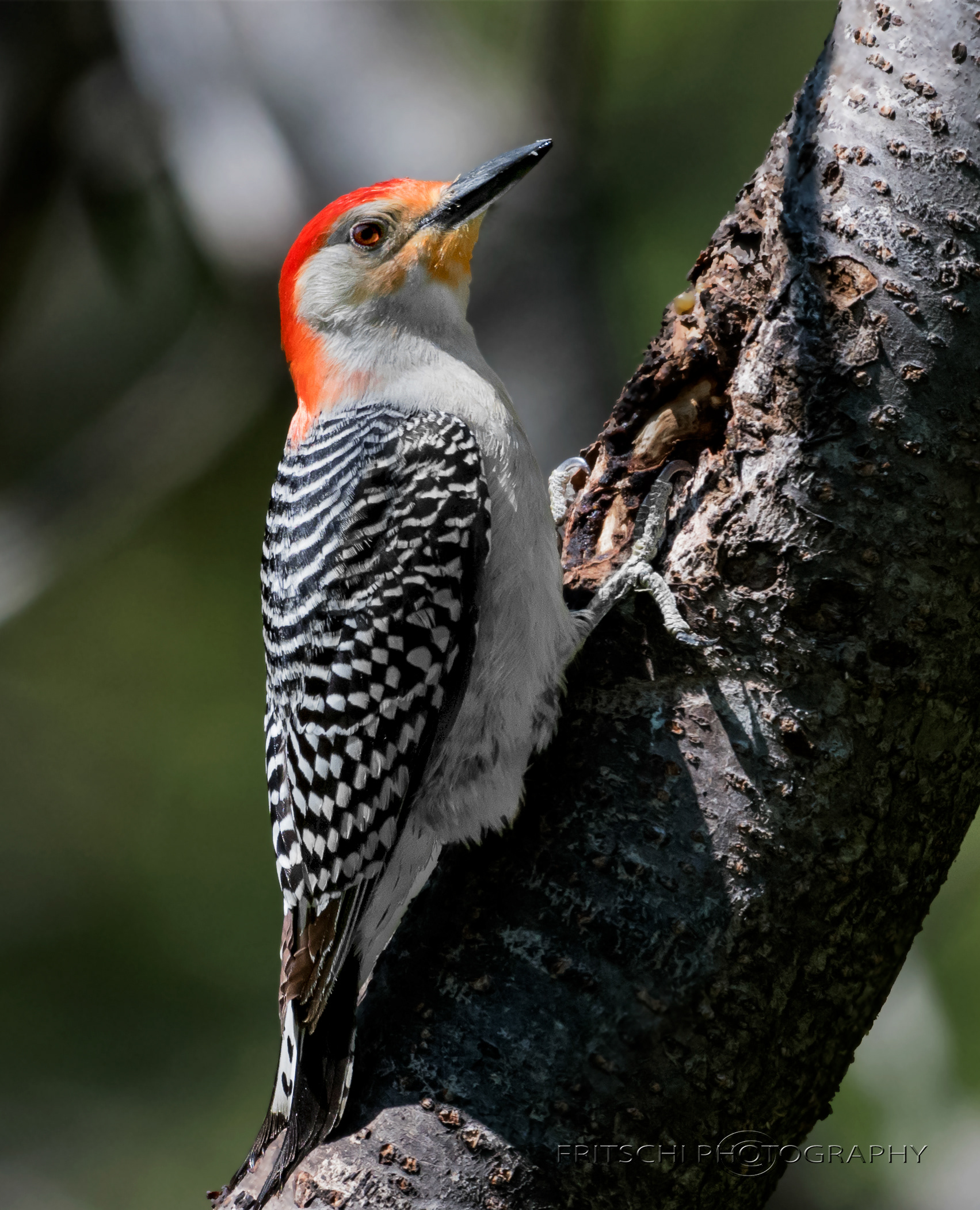 Red-bellied Woodpecker