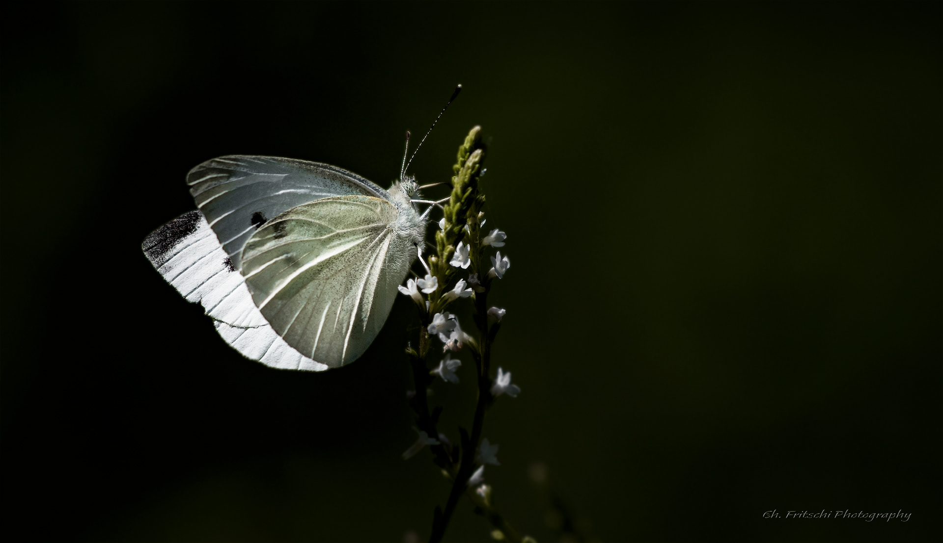 Cabbage Butterfly