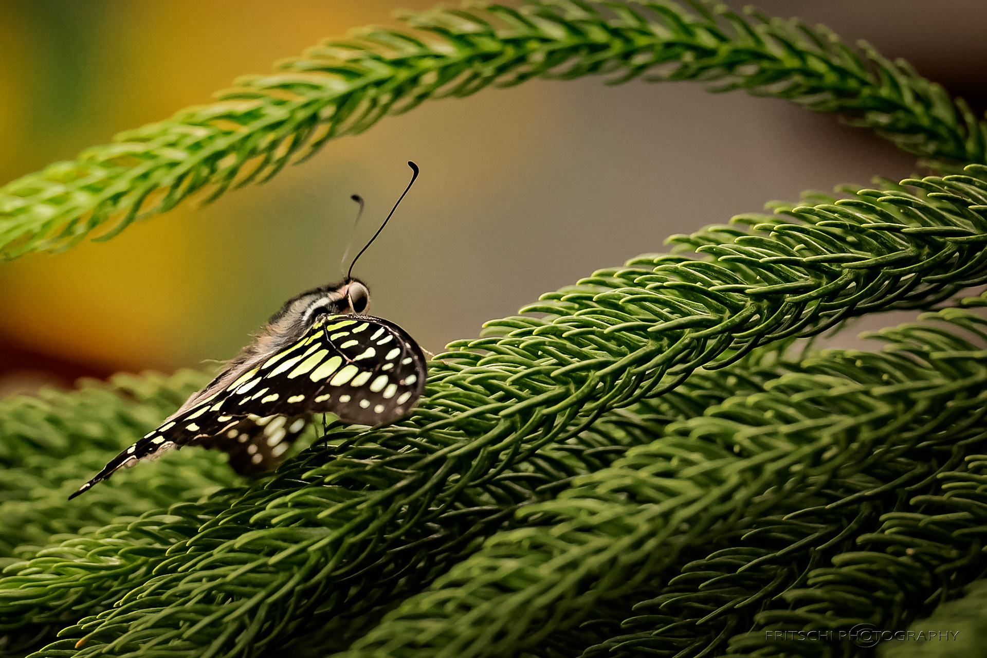 Tailed-Jay