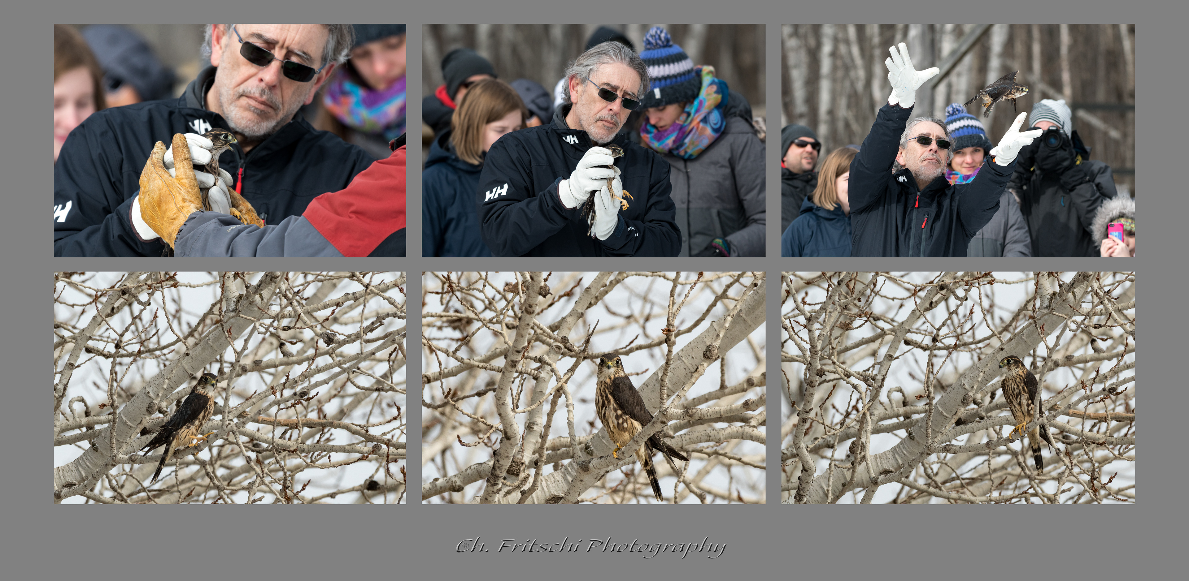 Merlin Release