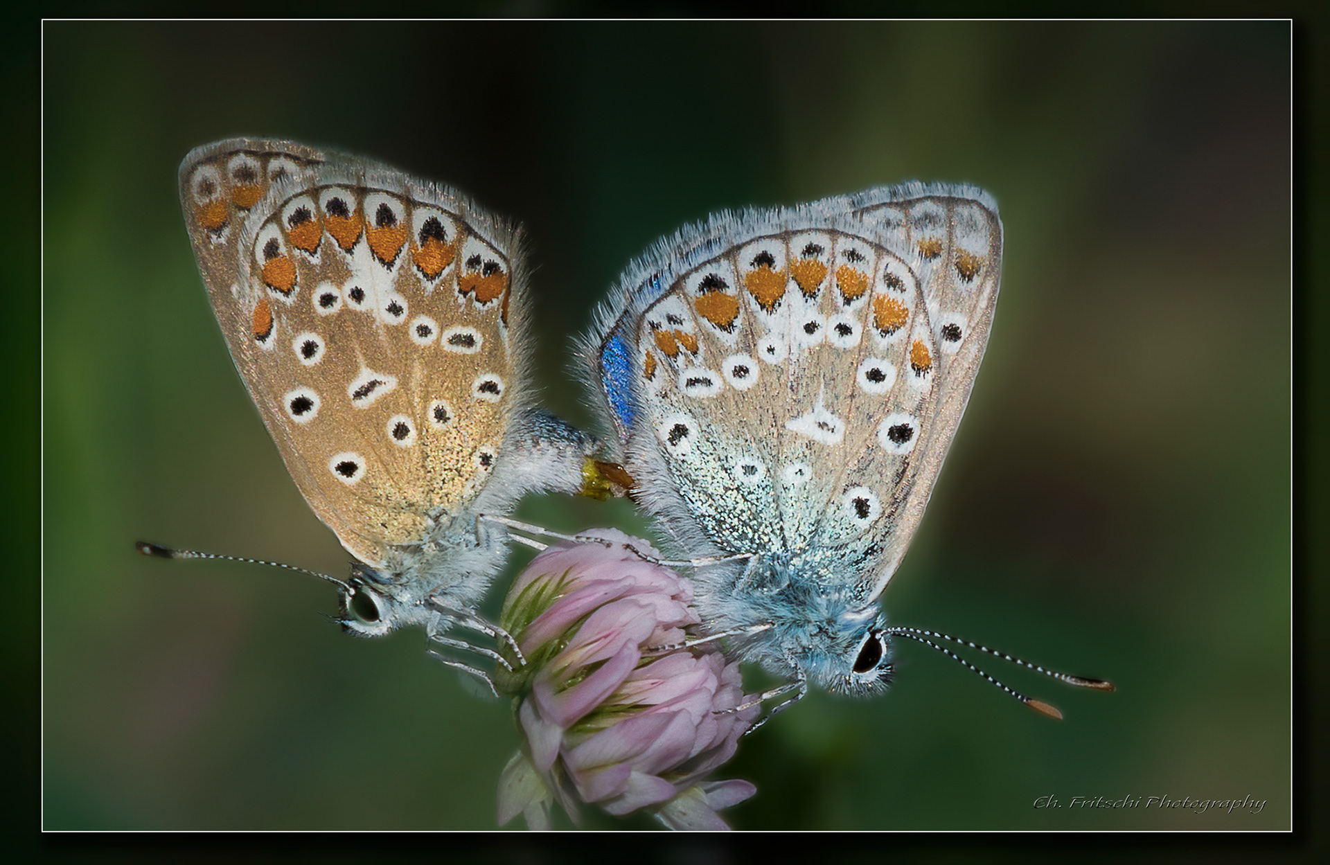 Common Blues having a Pink Day