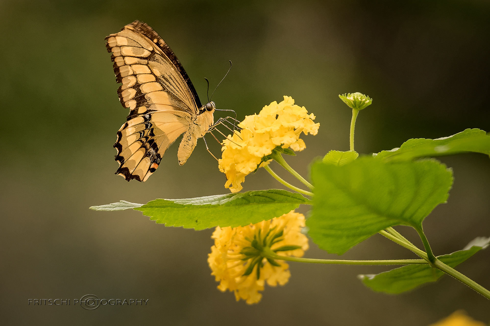 Giant Swallow-tail