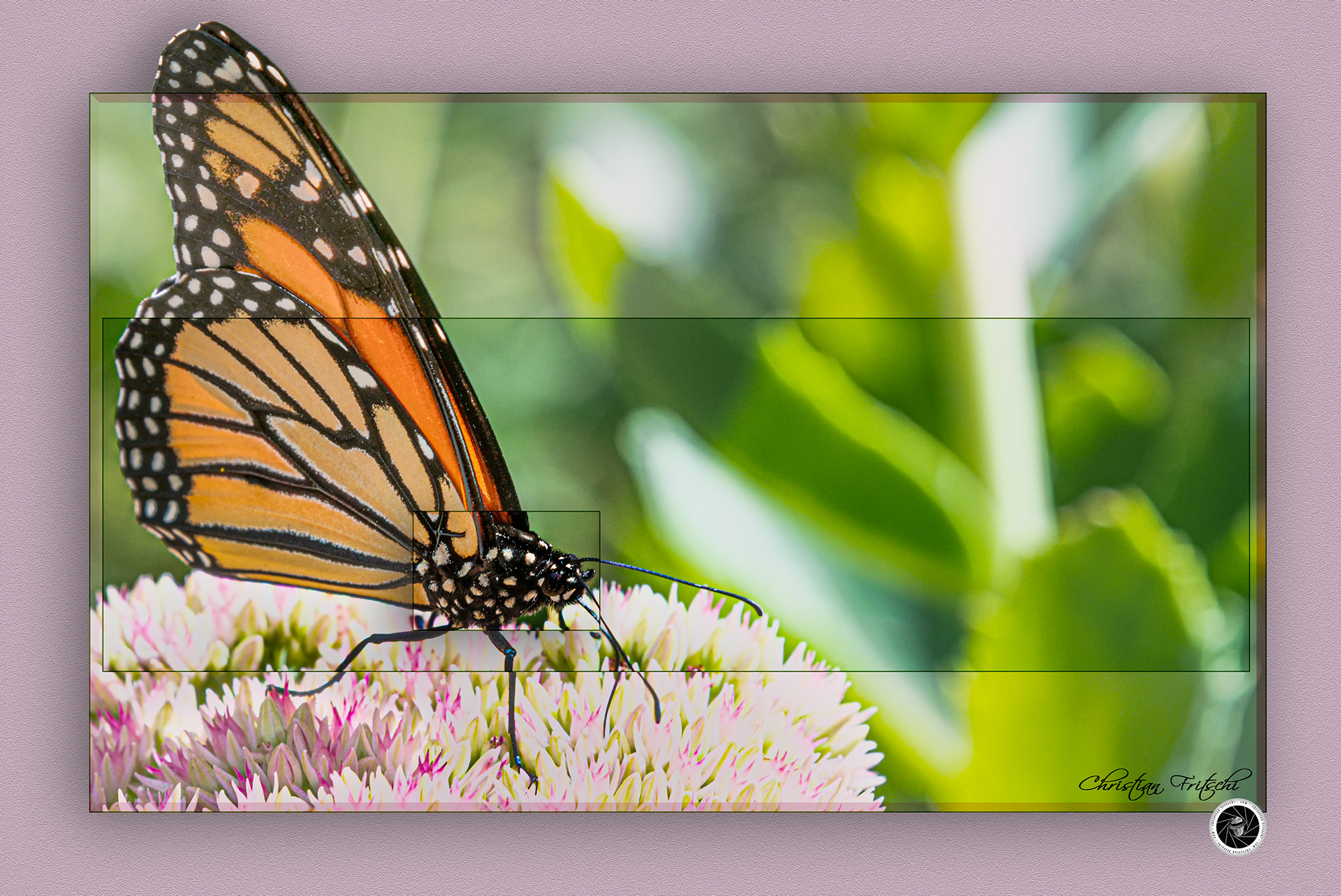 Monarch