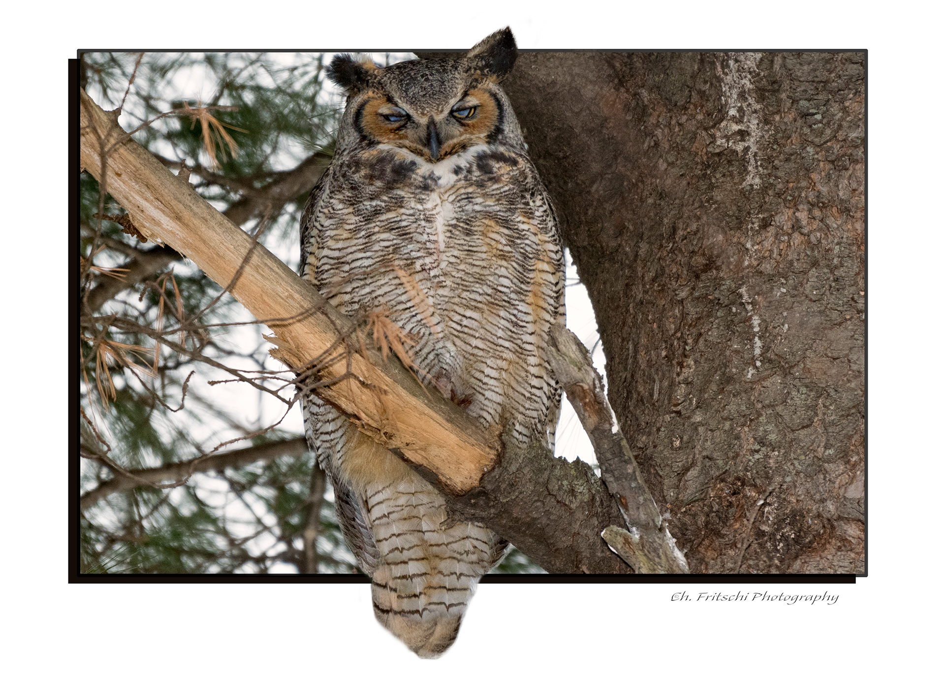 Great Horned Owl, feeling sleepy.