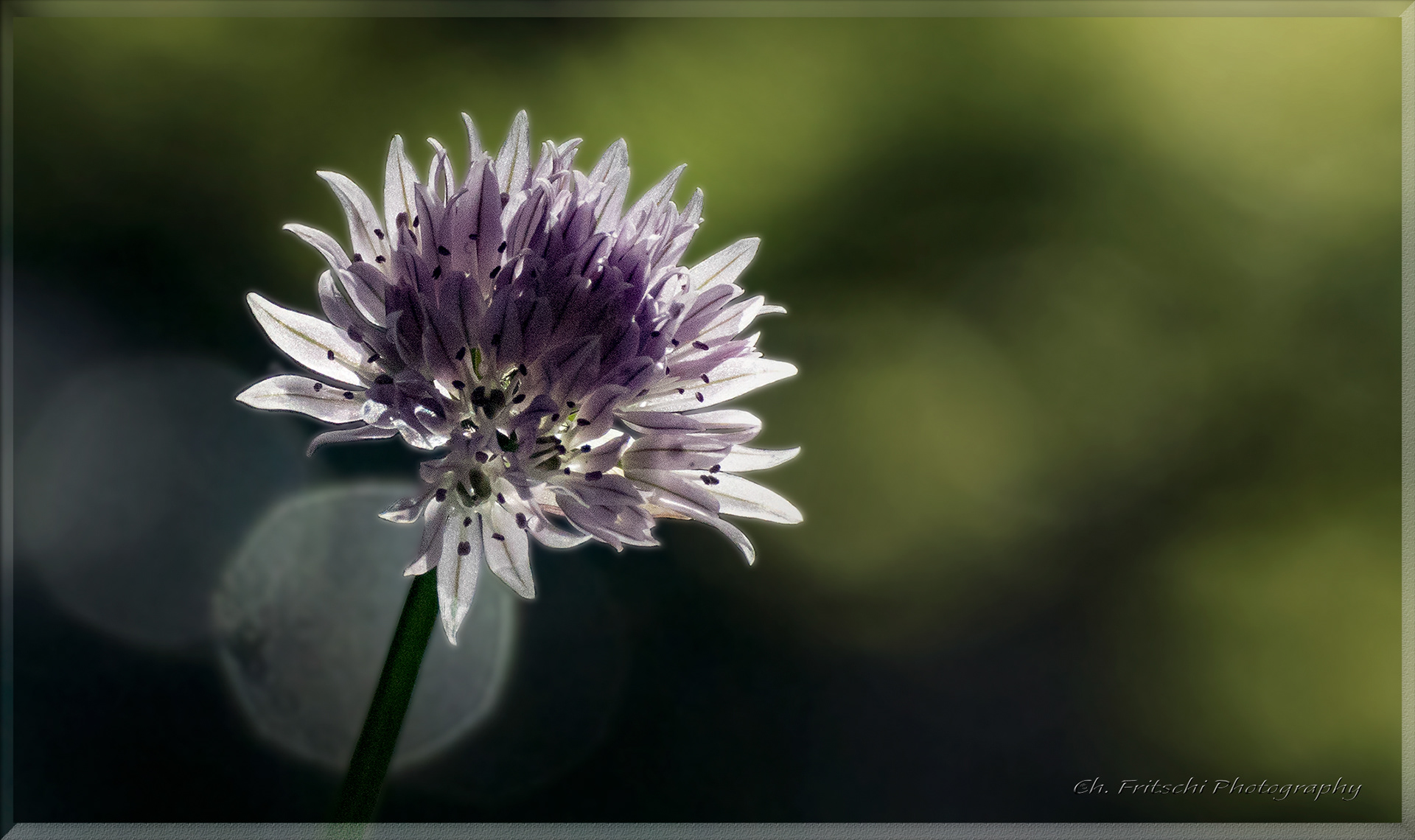 Chives Flower