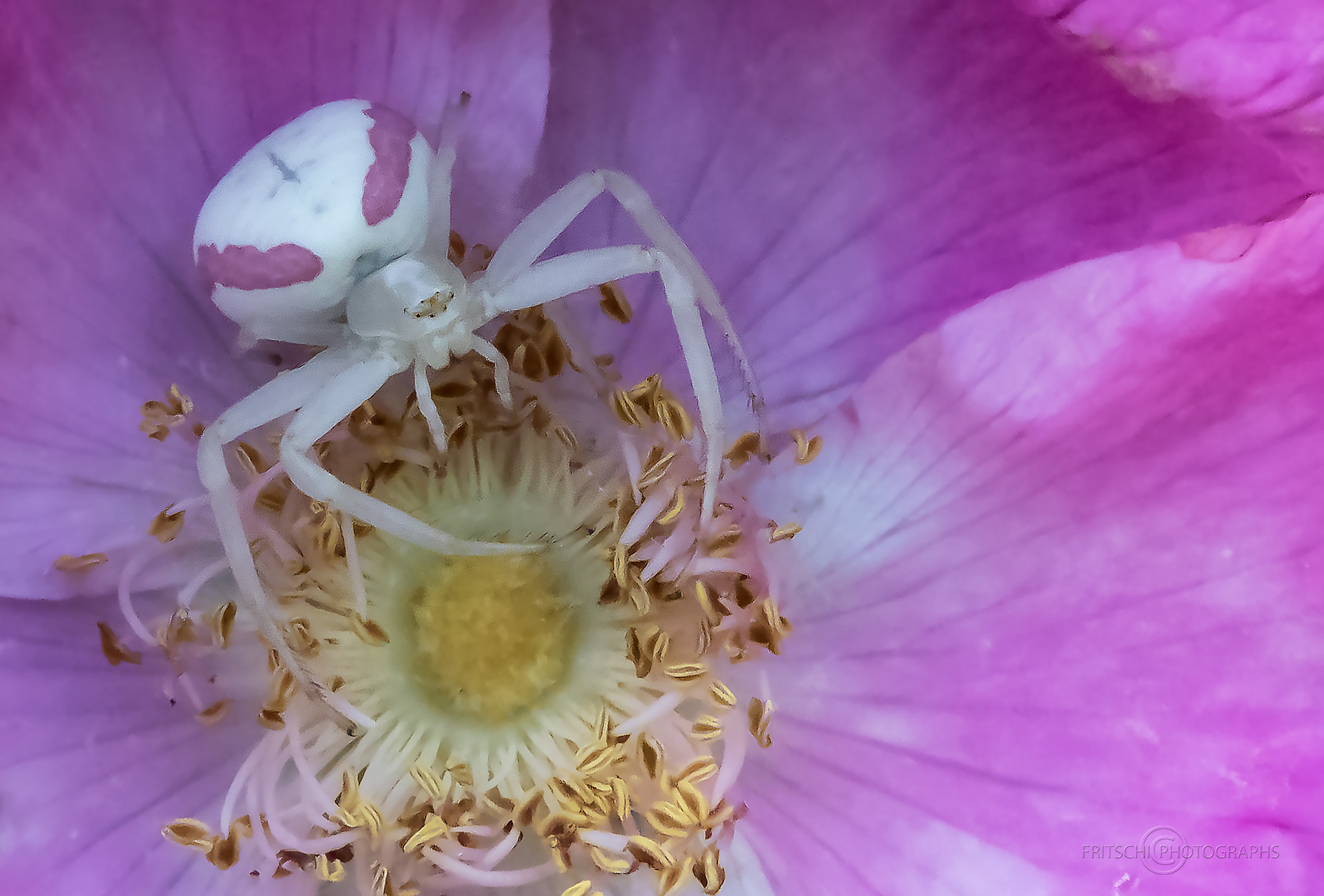 Crab spider