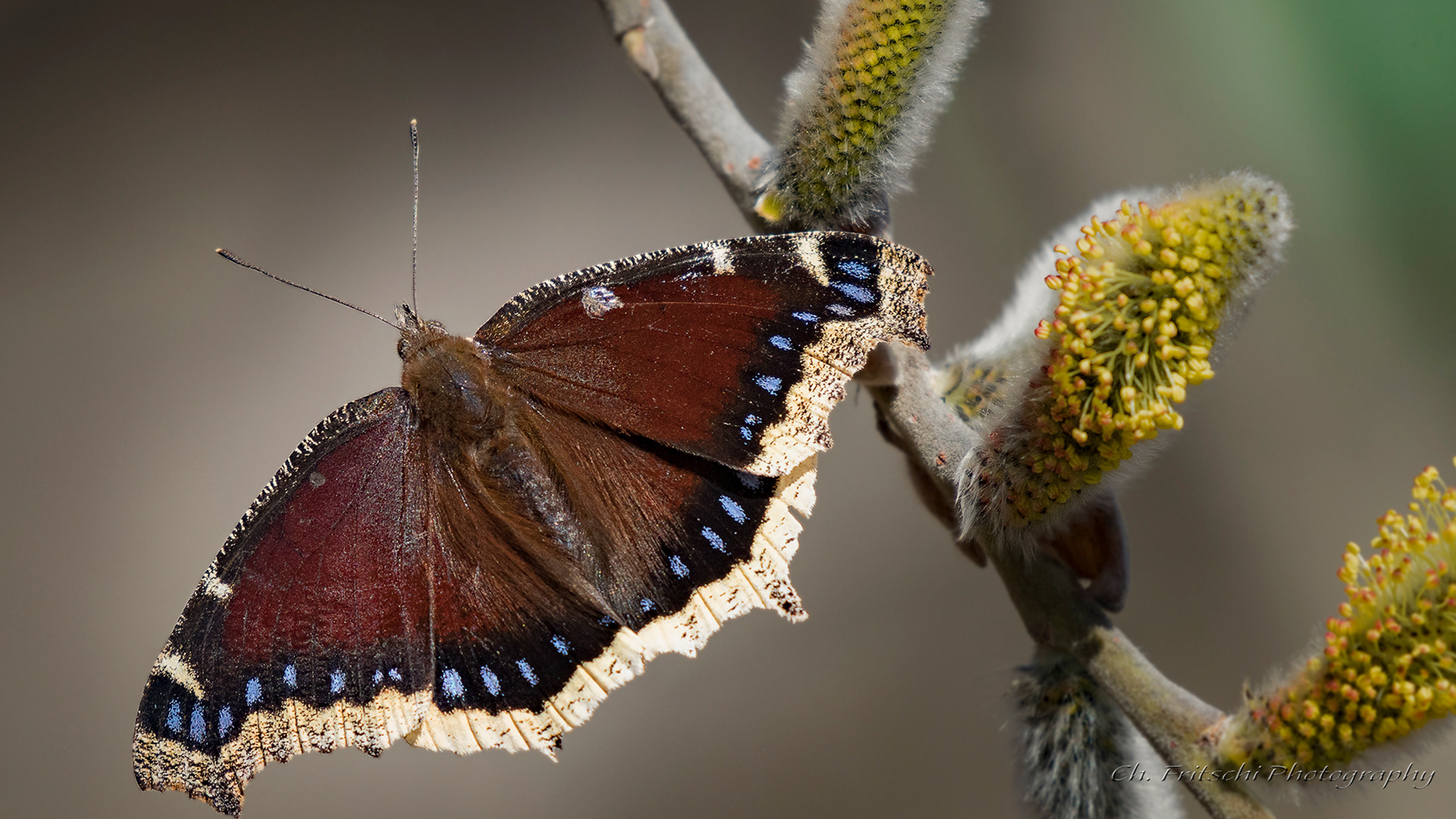 Mourning Cloak