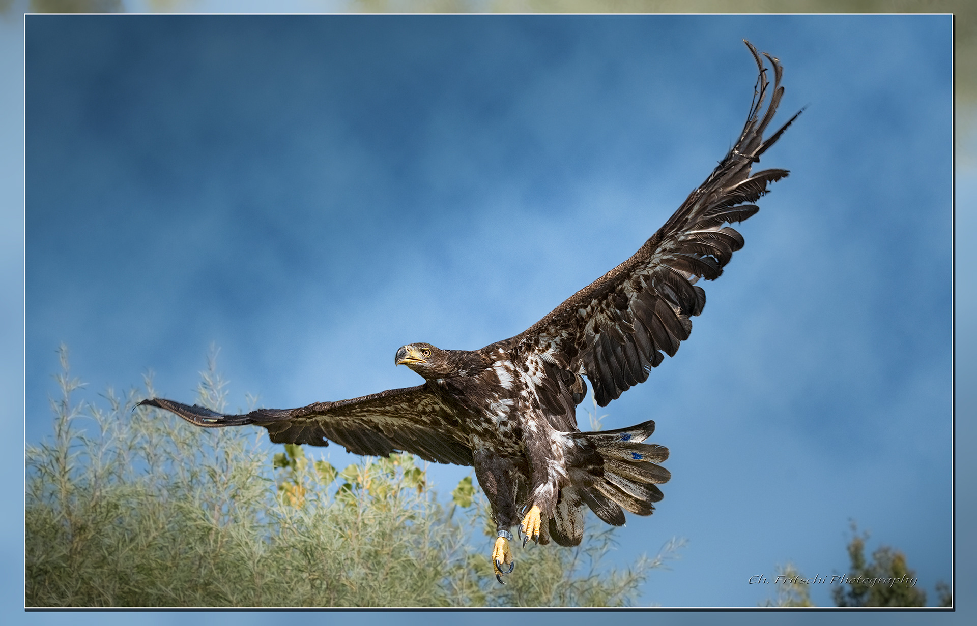 Juvenile Bald Eagle