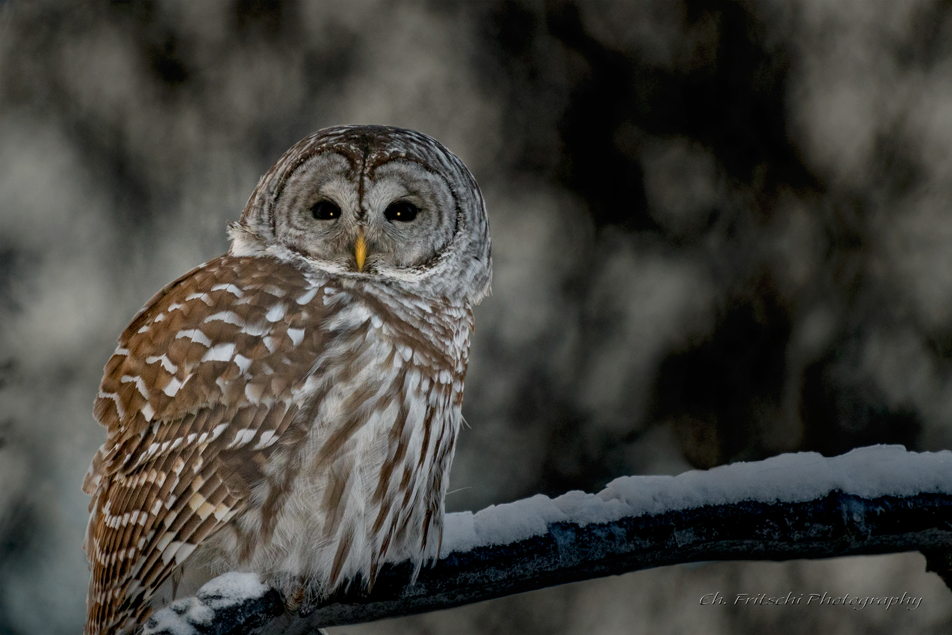 Barred Owl