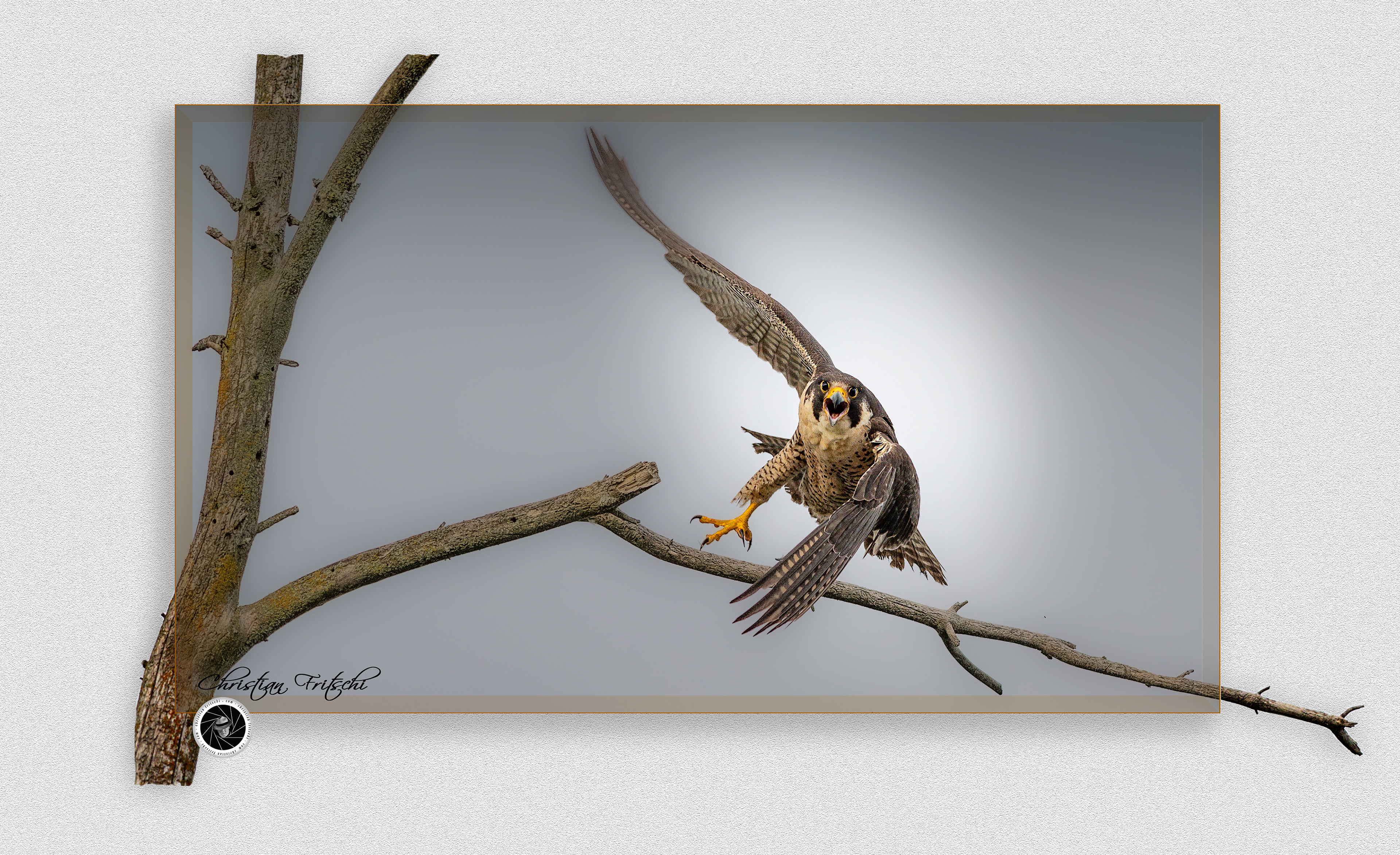 Peregrine off to the hunt