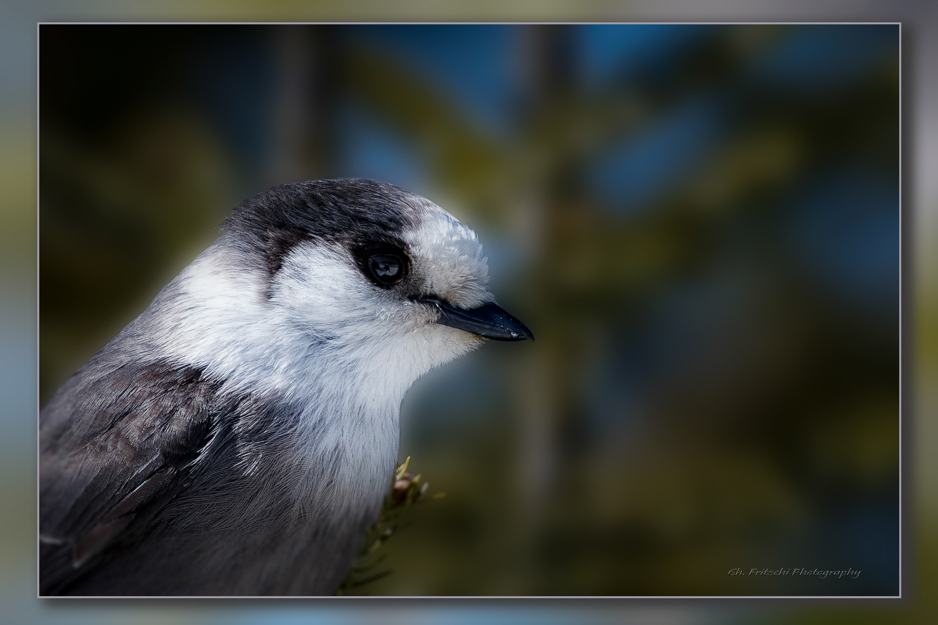 Gray-Jay