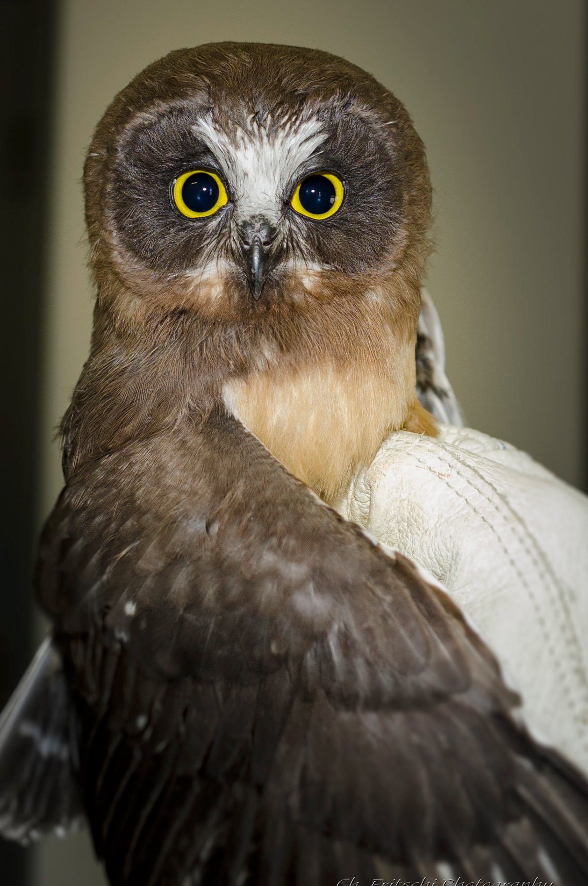 Juvenile Saw-whet