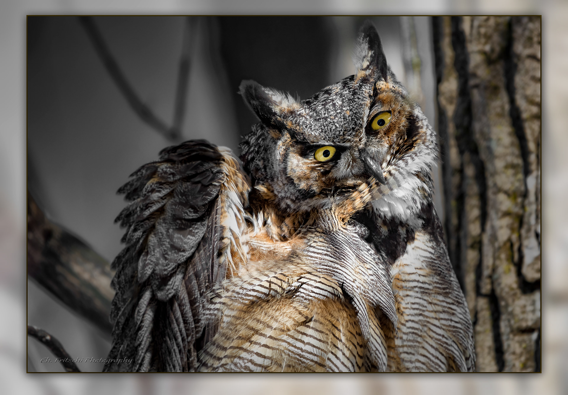 Great Horned Owl