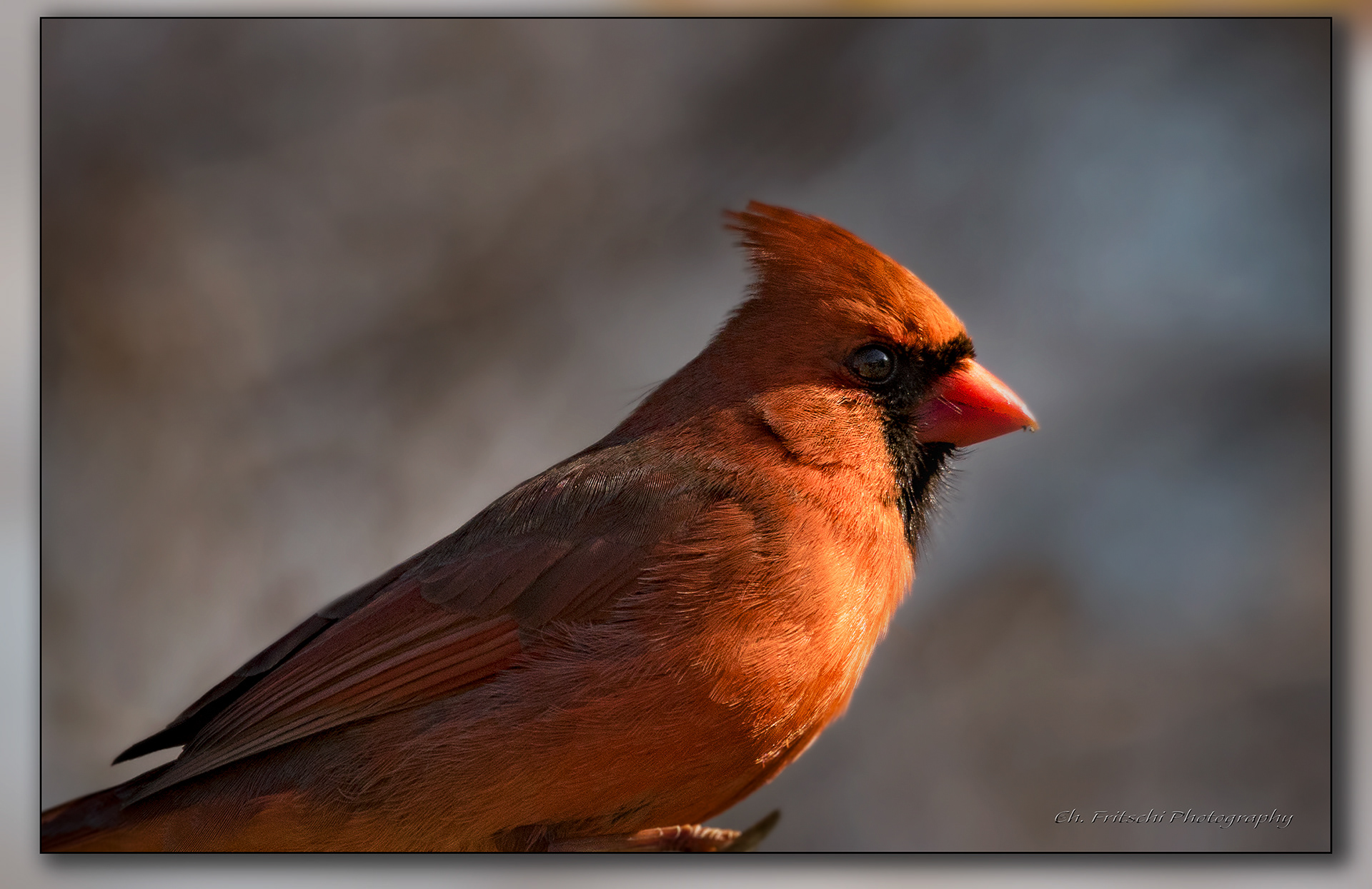 Northern Cardinal