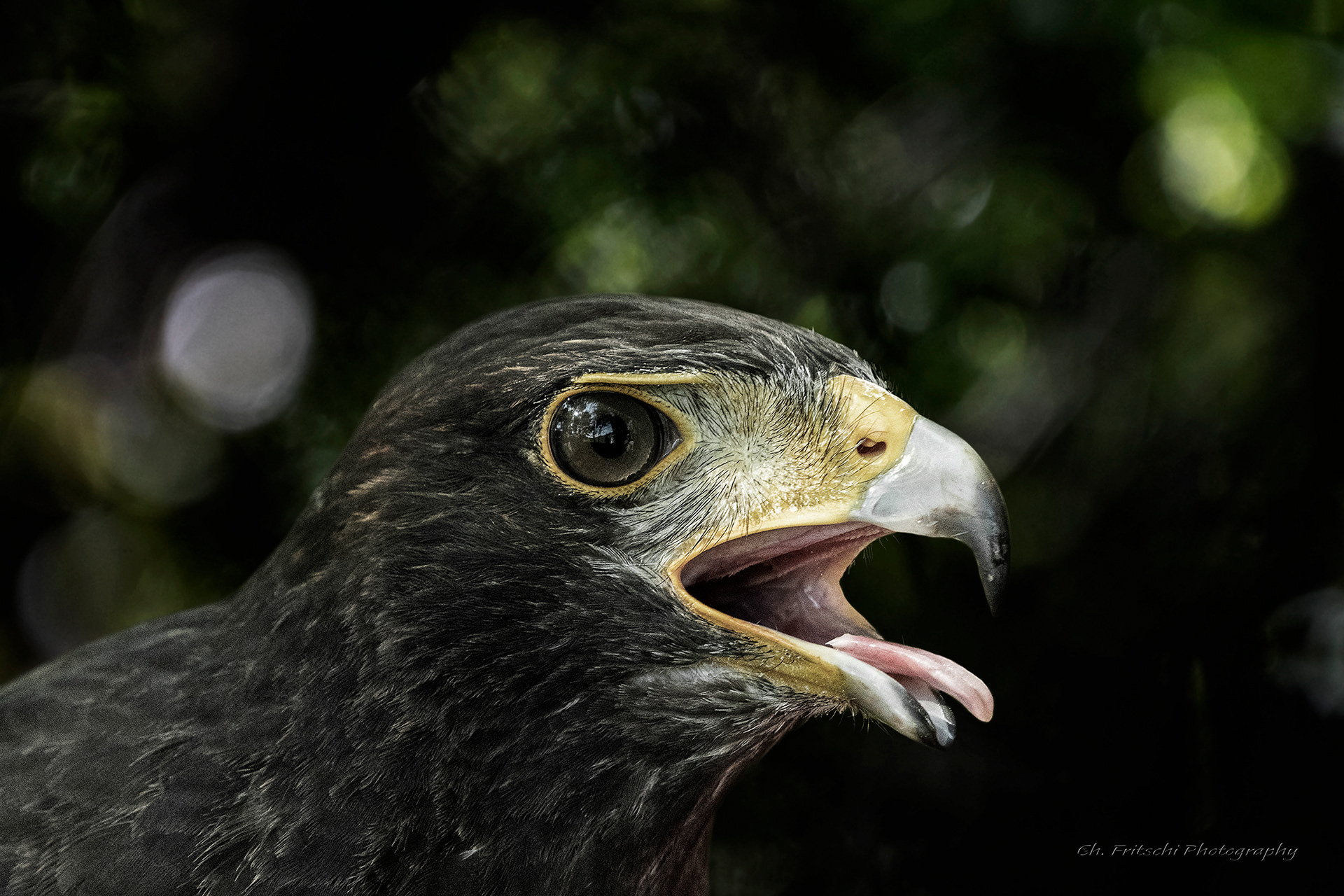 Harris Hawk