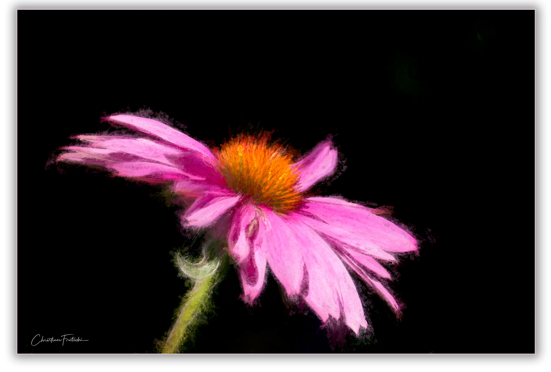 Echinacea