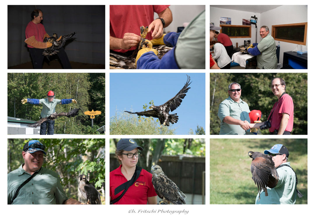 Juvenile Bald Eagle Release