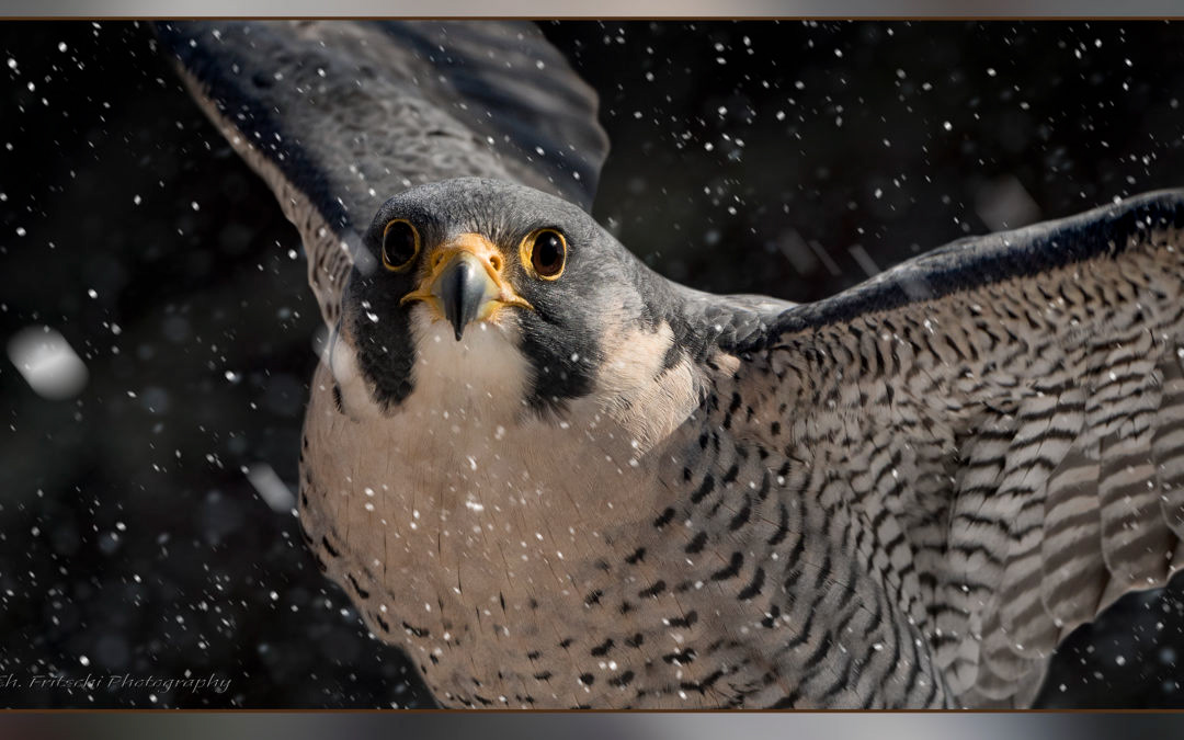 Peregrine Falcon