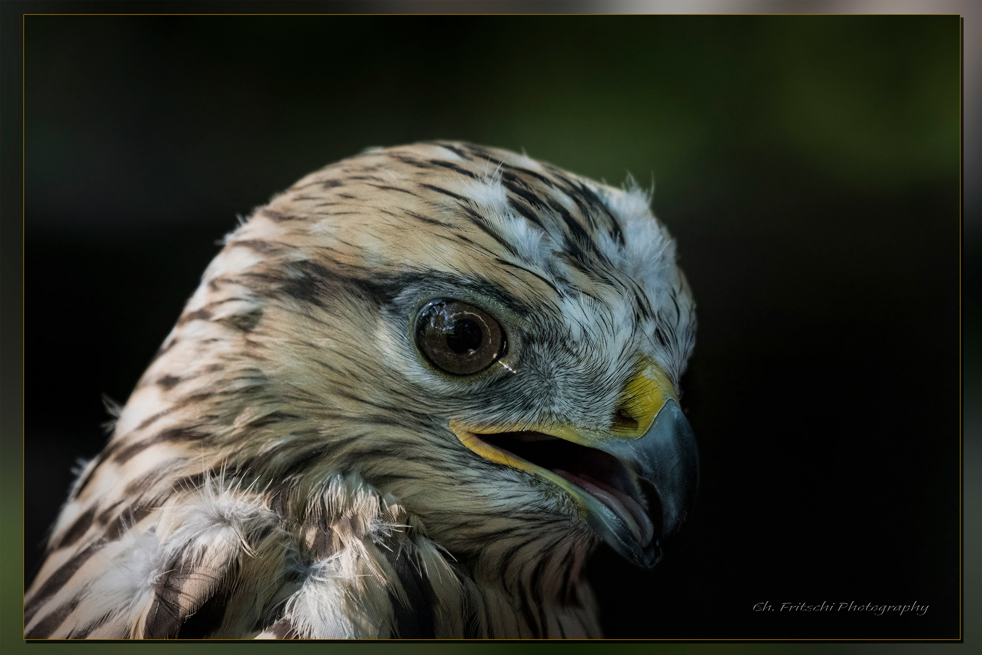 Rough-legged Hawk