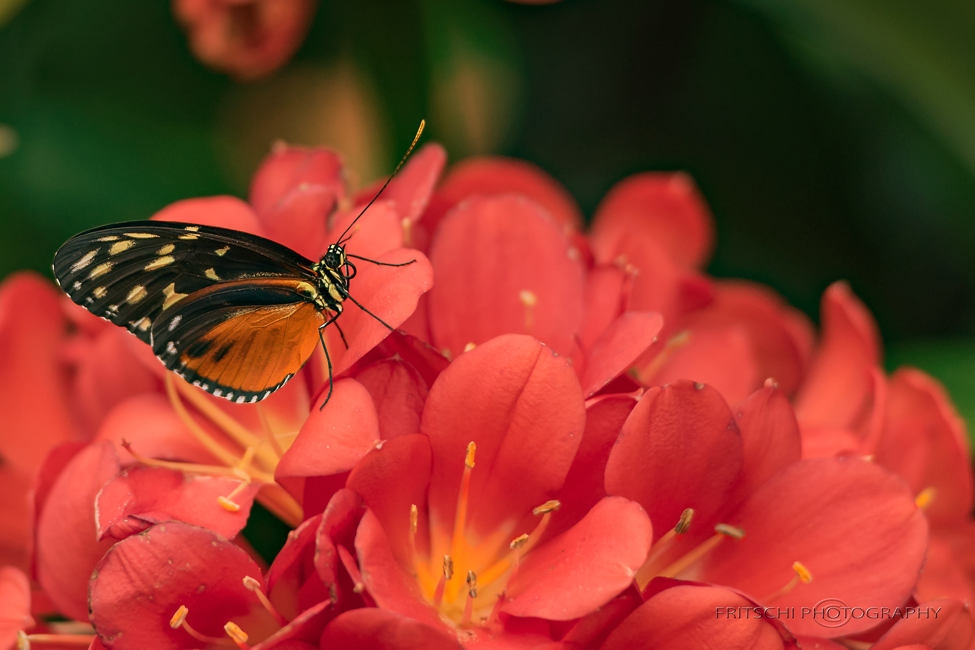 Tiger Longwing
