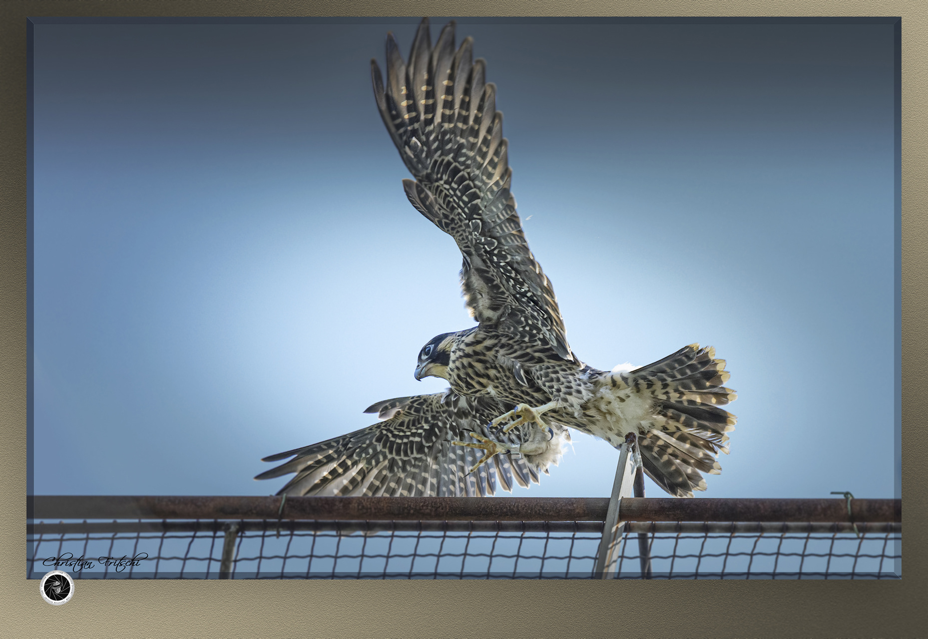 Juvenile Peregrine Falcon