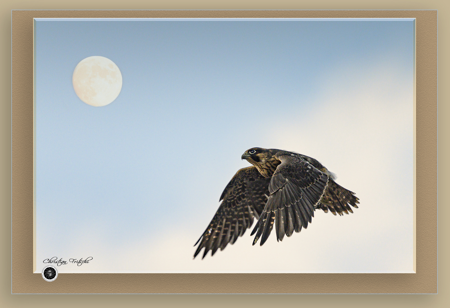 Juvenile Peregrine Falcon