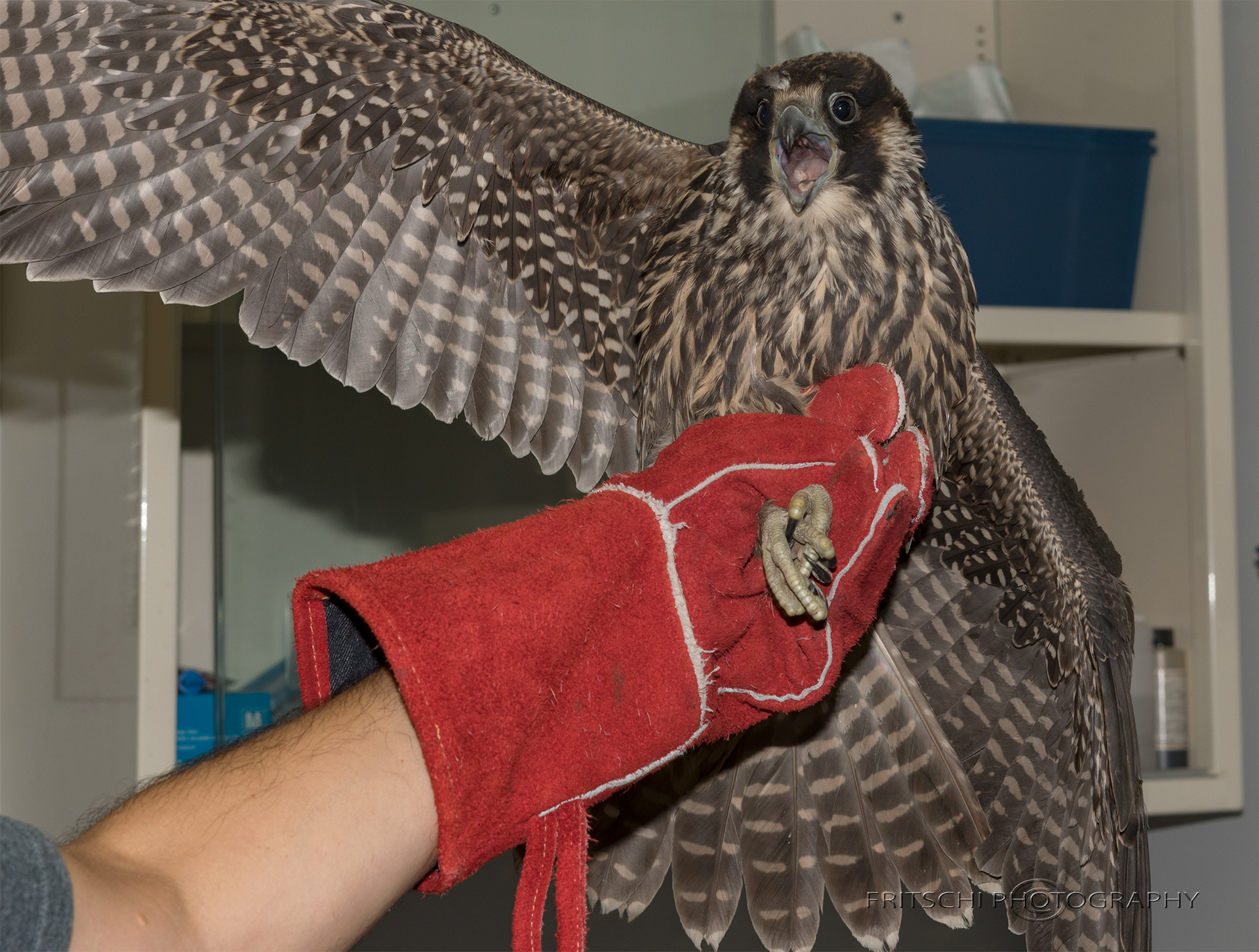 Juvenile Peregrine