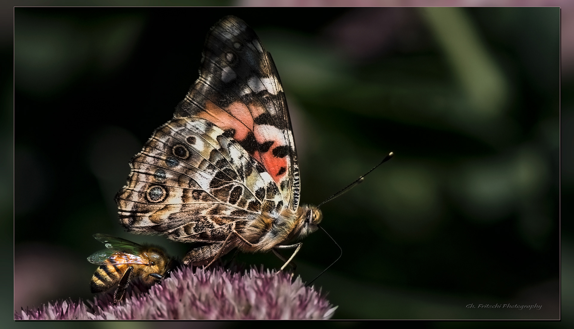 Painted Lady