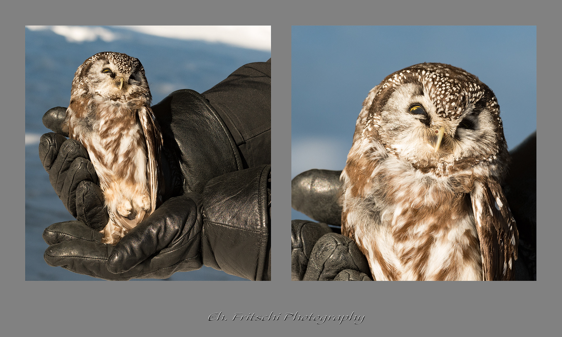 Boreal Owl