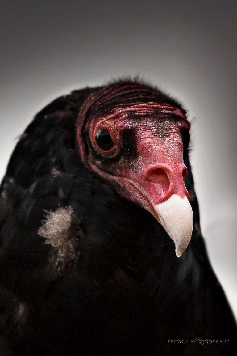 Turkey Vulture