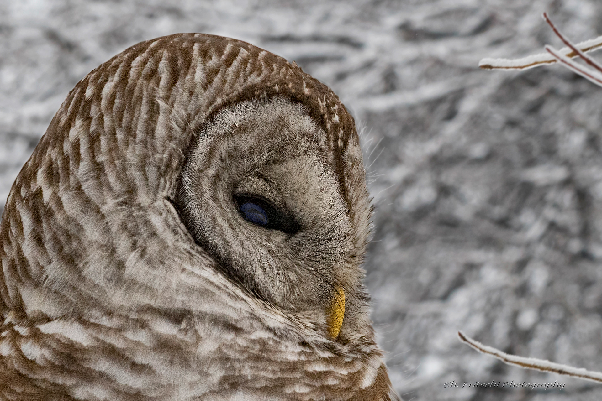 Barred Owl
