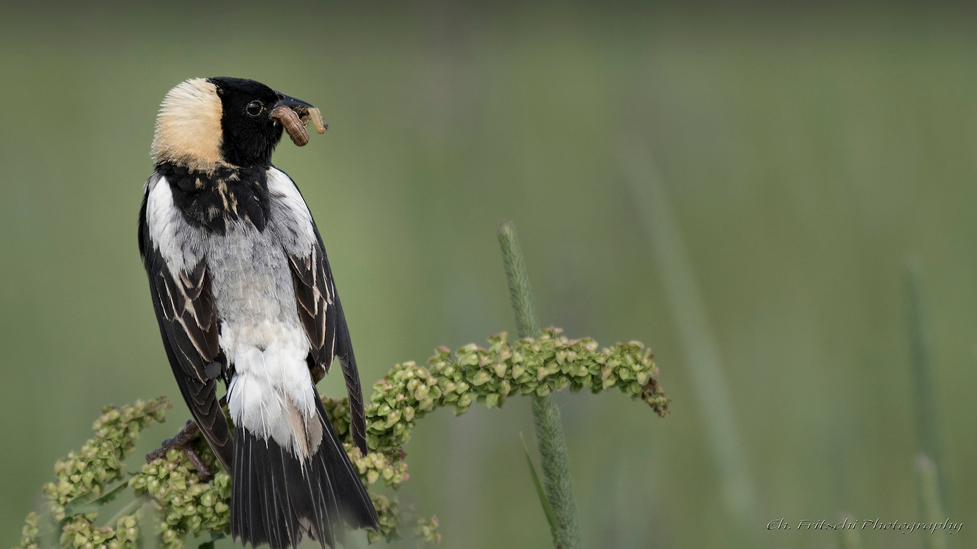 Bobolink