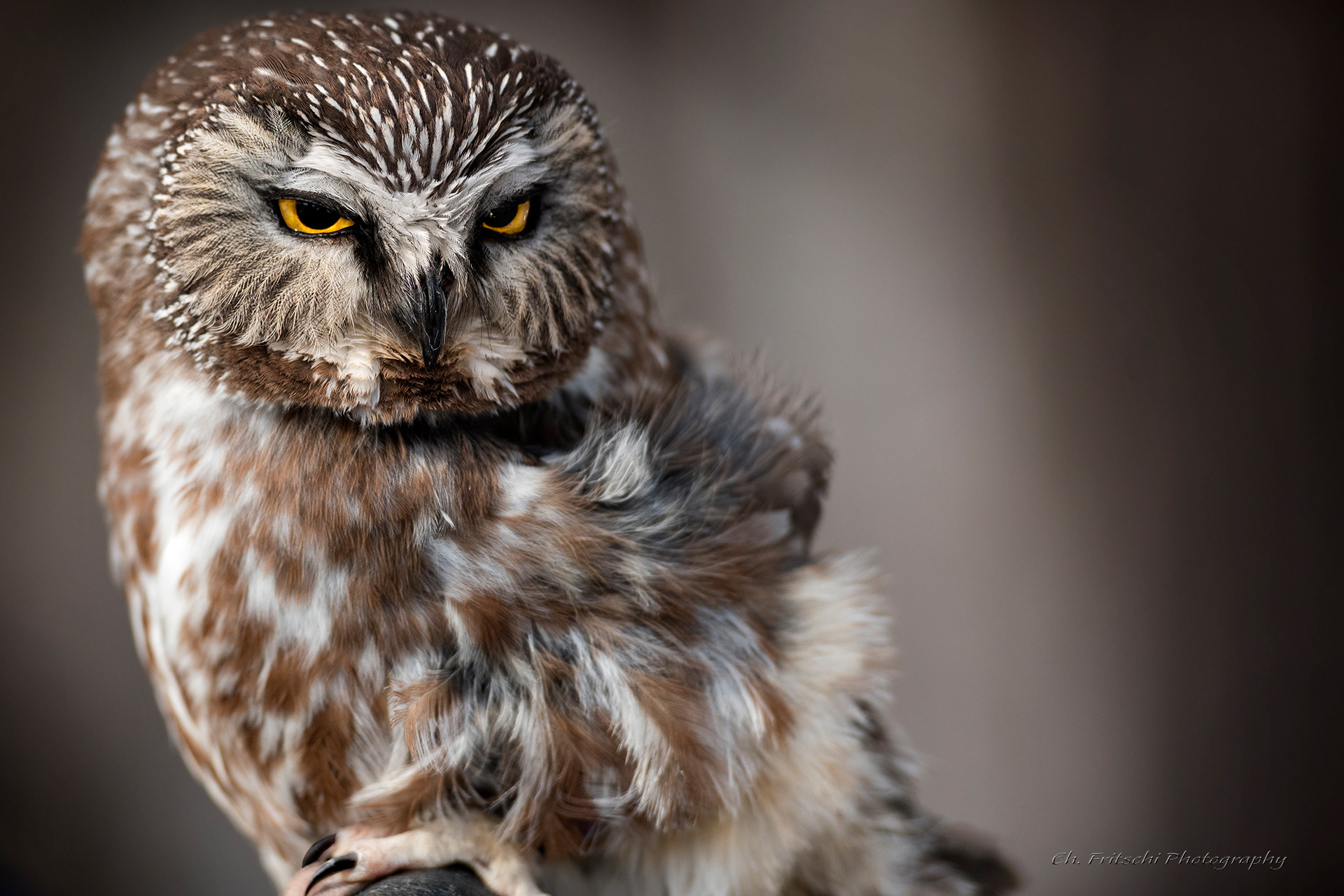 Saw-whet Owl
