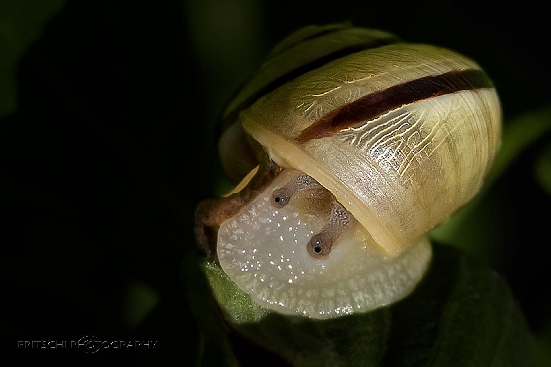 Garden Snail