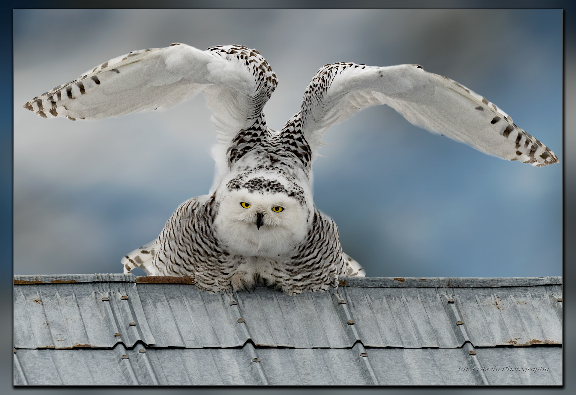 Snowy Owl