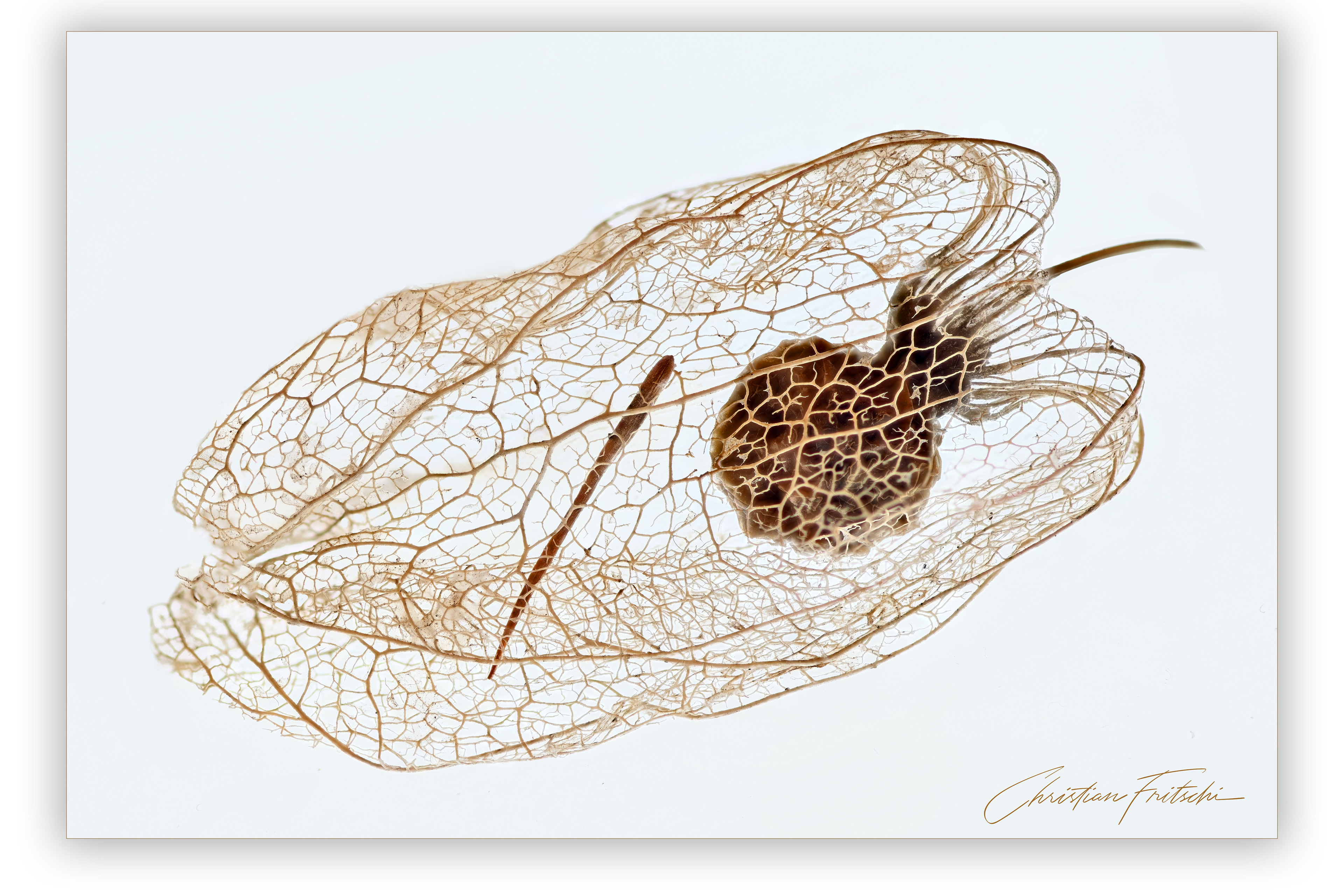 Physalis