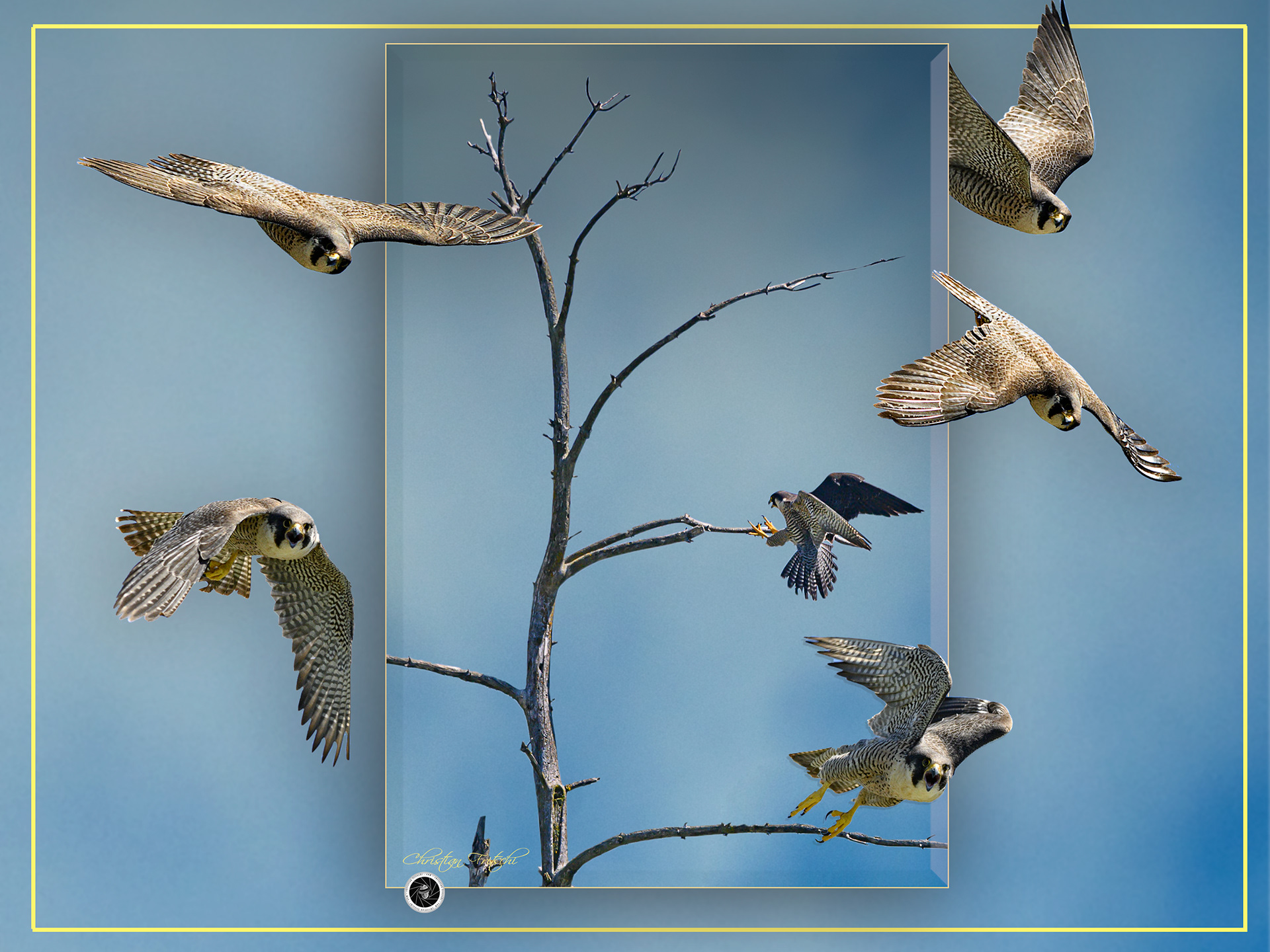 Peregrine Falcon on its way