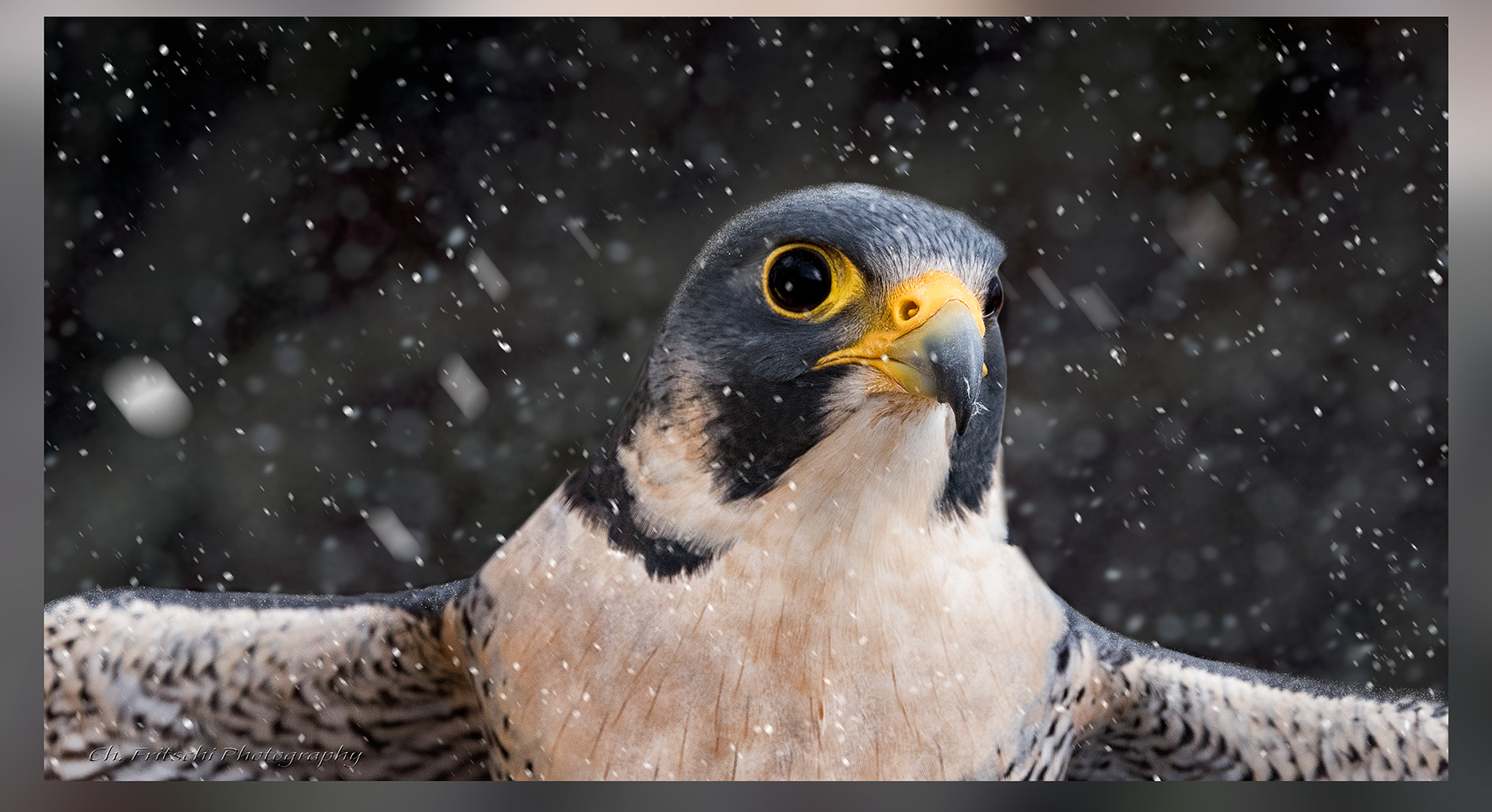 Elios the Peregrine