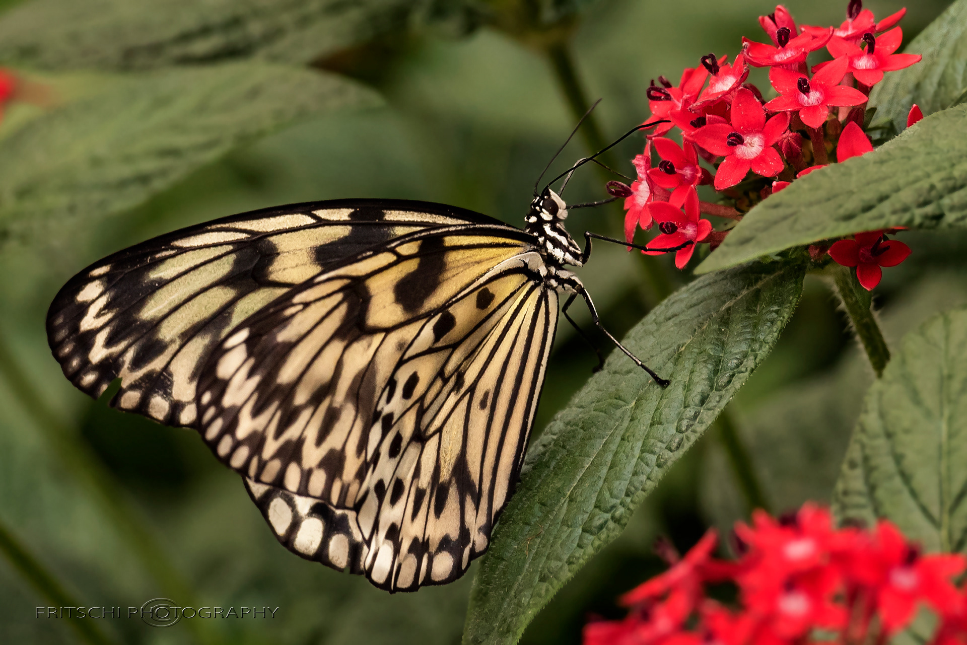 Rice Paper butterfly