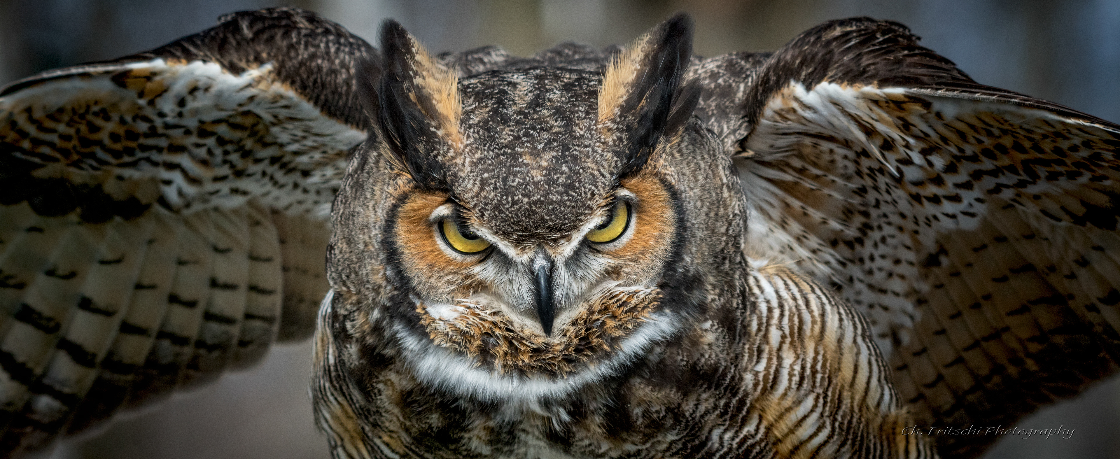 Rudy, the Great Horned Owl