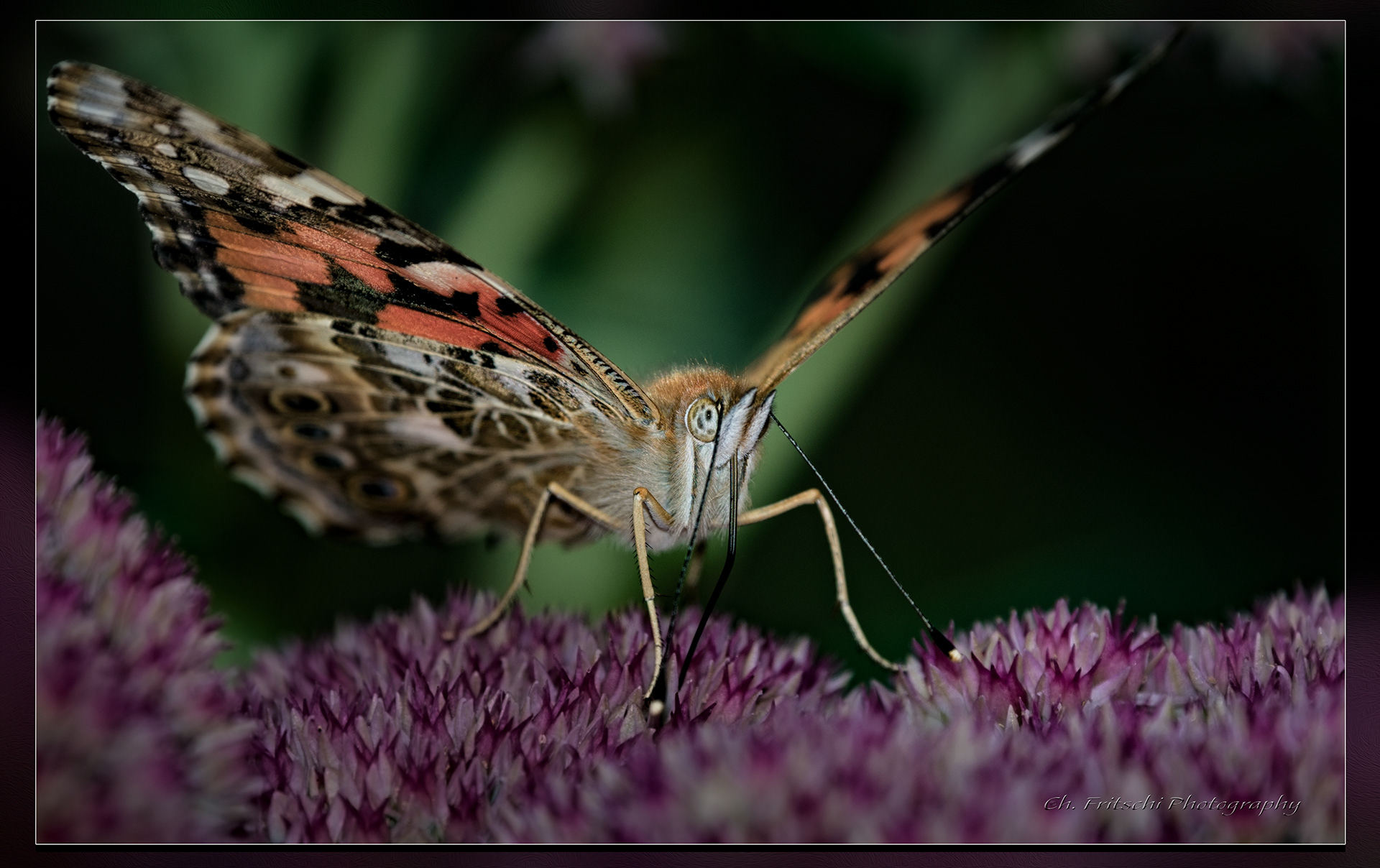 Painted Lady