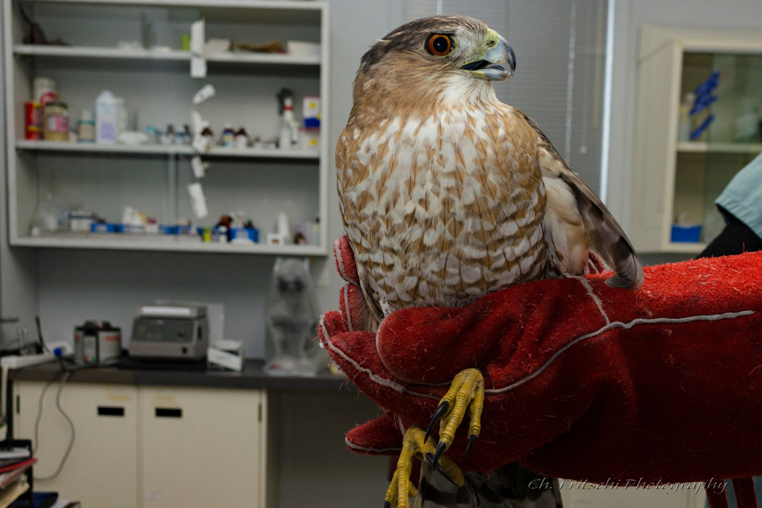 Cooper's Hawk