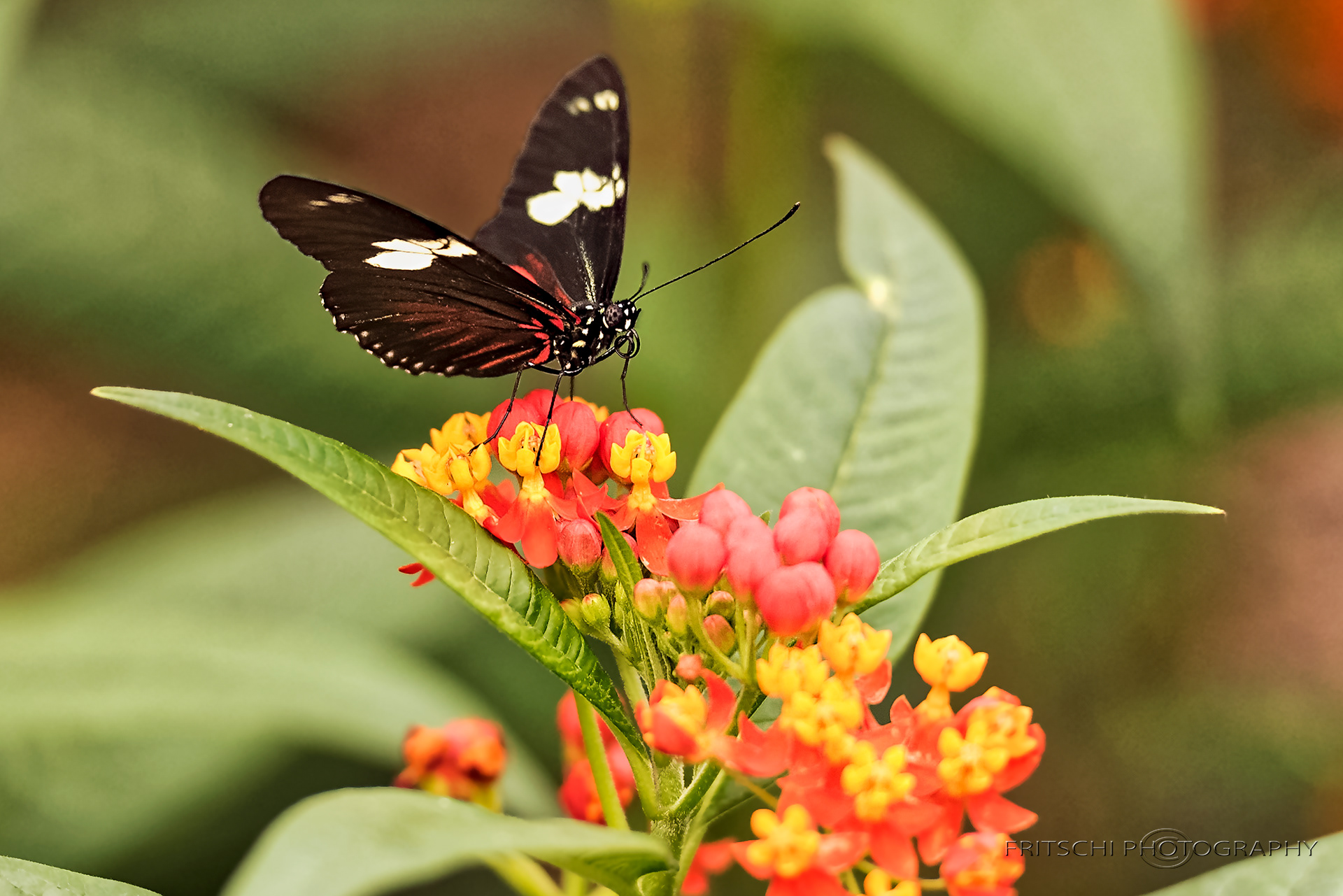 Doris Longwing