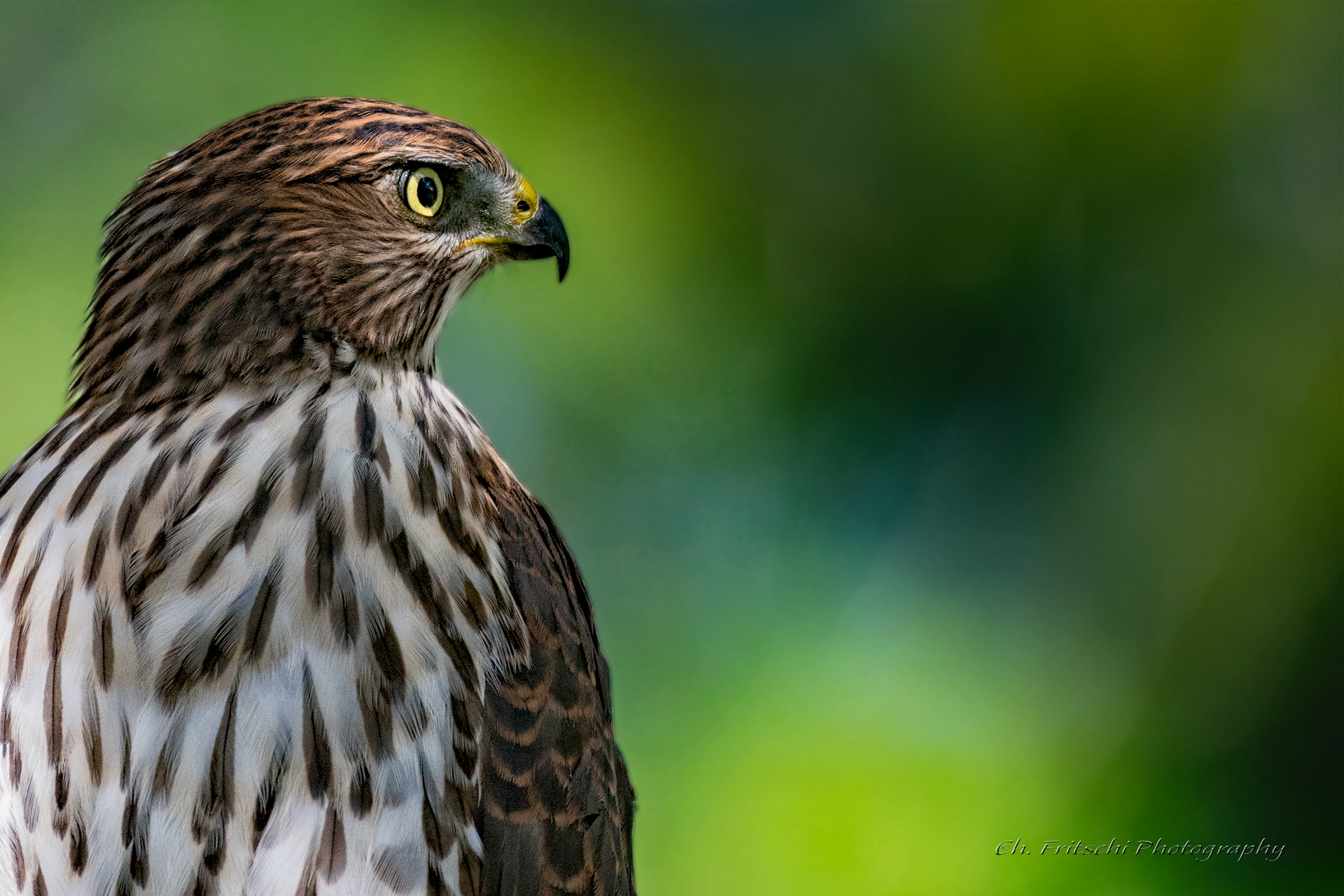 Juvenile Cooper's Hawk