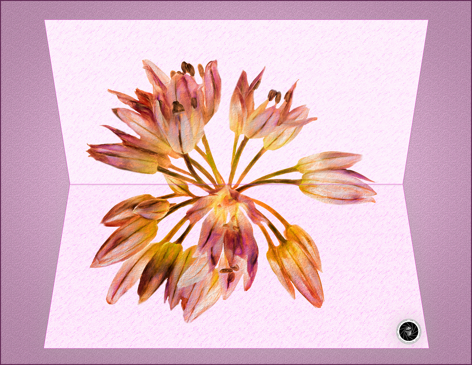 Chive flowers