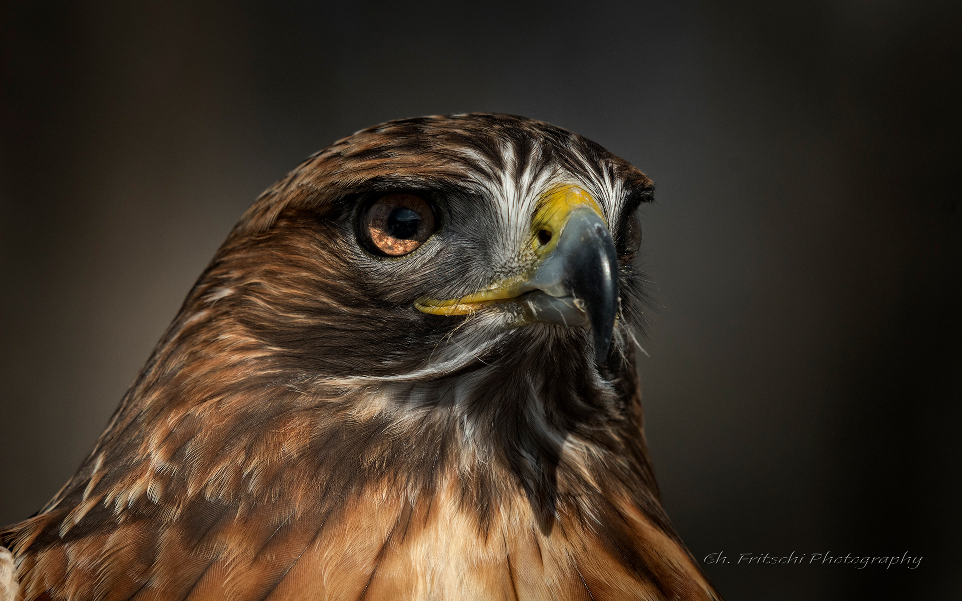 Red-Tail Hawk