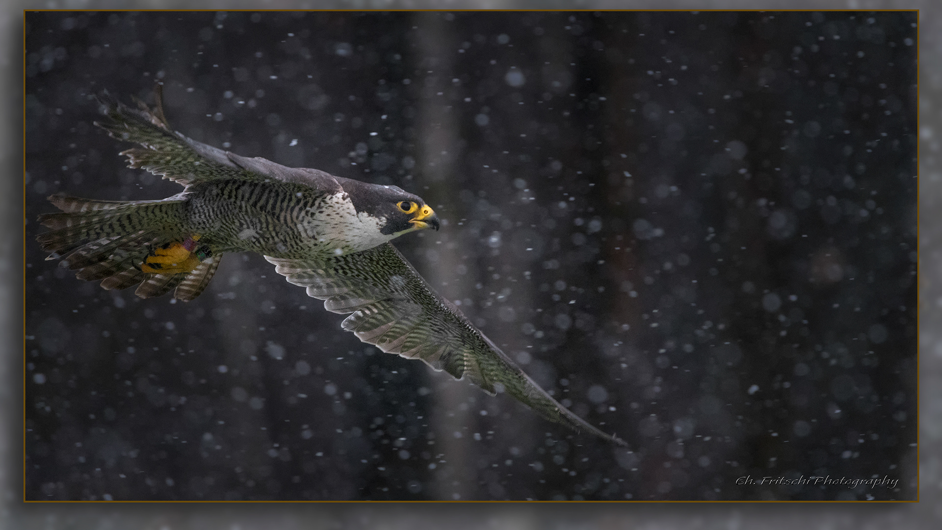 Spirit's Return to Freedom